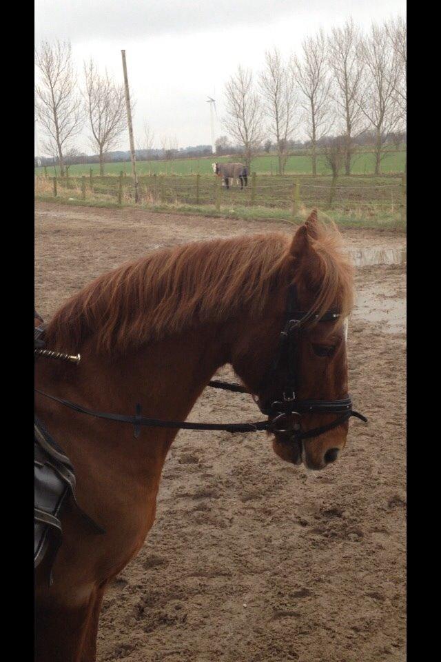 Anden særlig race Clements Gipsy King billede 18