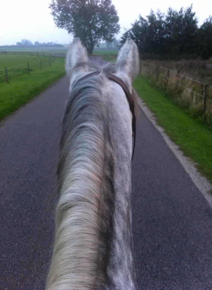 Dansk Varmblod Enegaardens Bijou (Solgt til Norge) billede 8