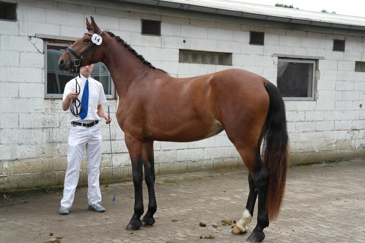 Frederiksborg Nytoftgaards Anastacia (Baby) - Kåring 2014 167 i stg med 4 sko billede 1