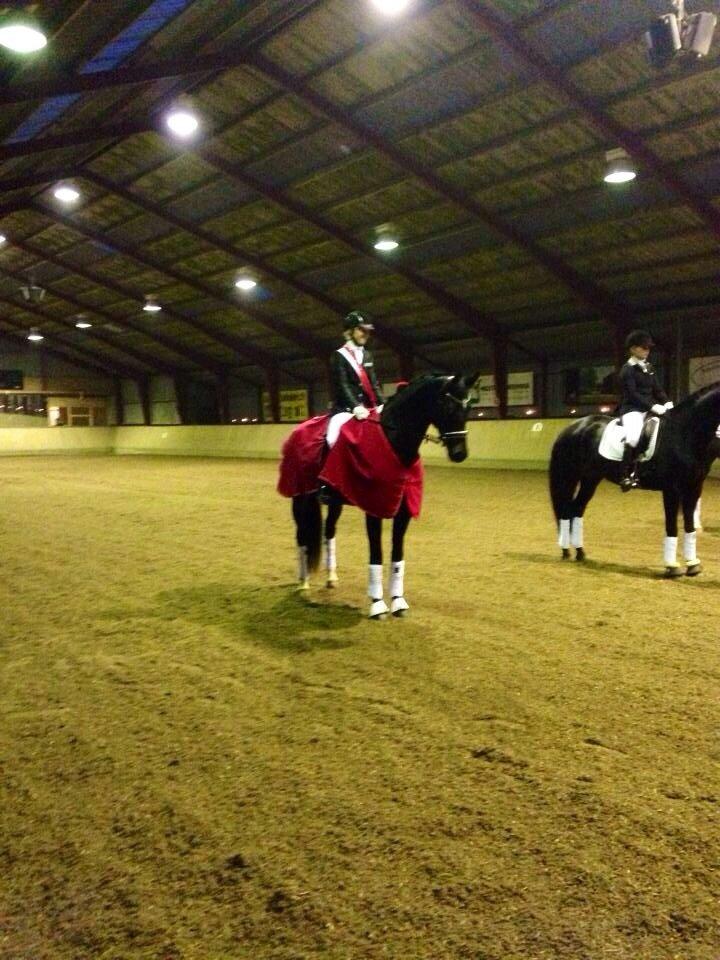 Dansk Varmblod Drisdals Co-Co Chanel RDH billede 9