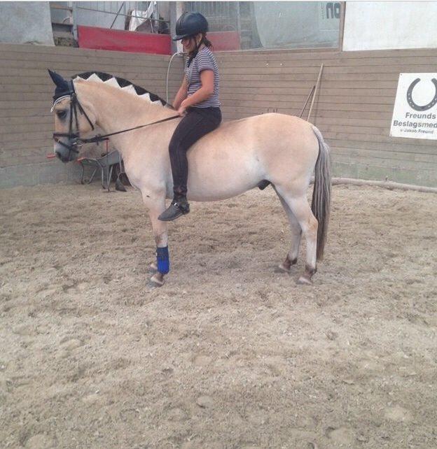 Fjordhest Chip/thor billede 1