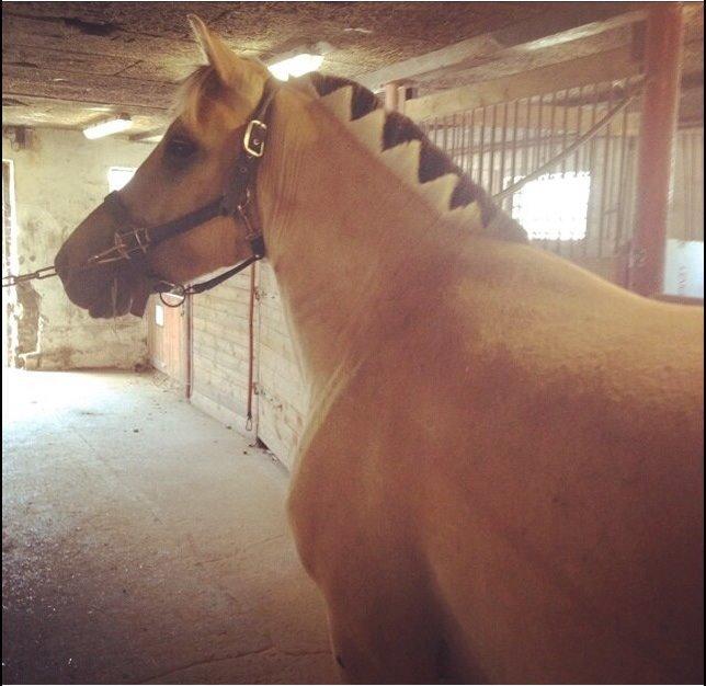 Fjordhest Chip/thor billede 2