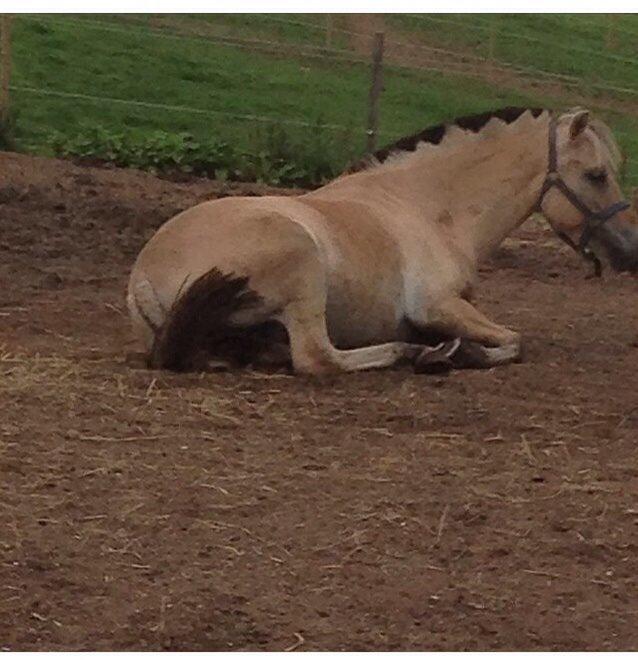 Fjordhest Chip/thor billede 3