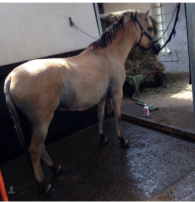 Fjordhest Chip/thor billede 4