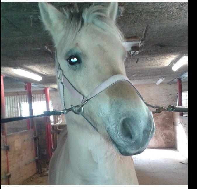 Fjordhest Chip/thor billede 5