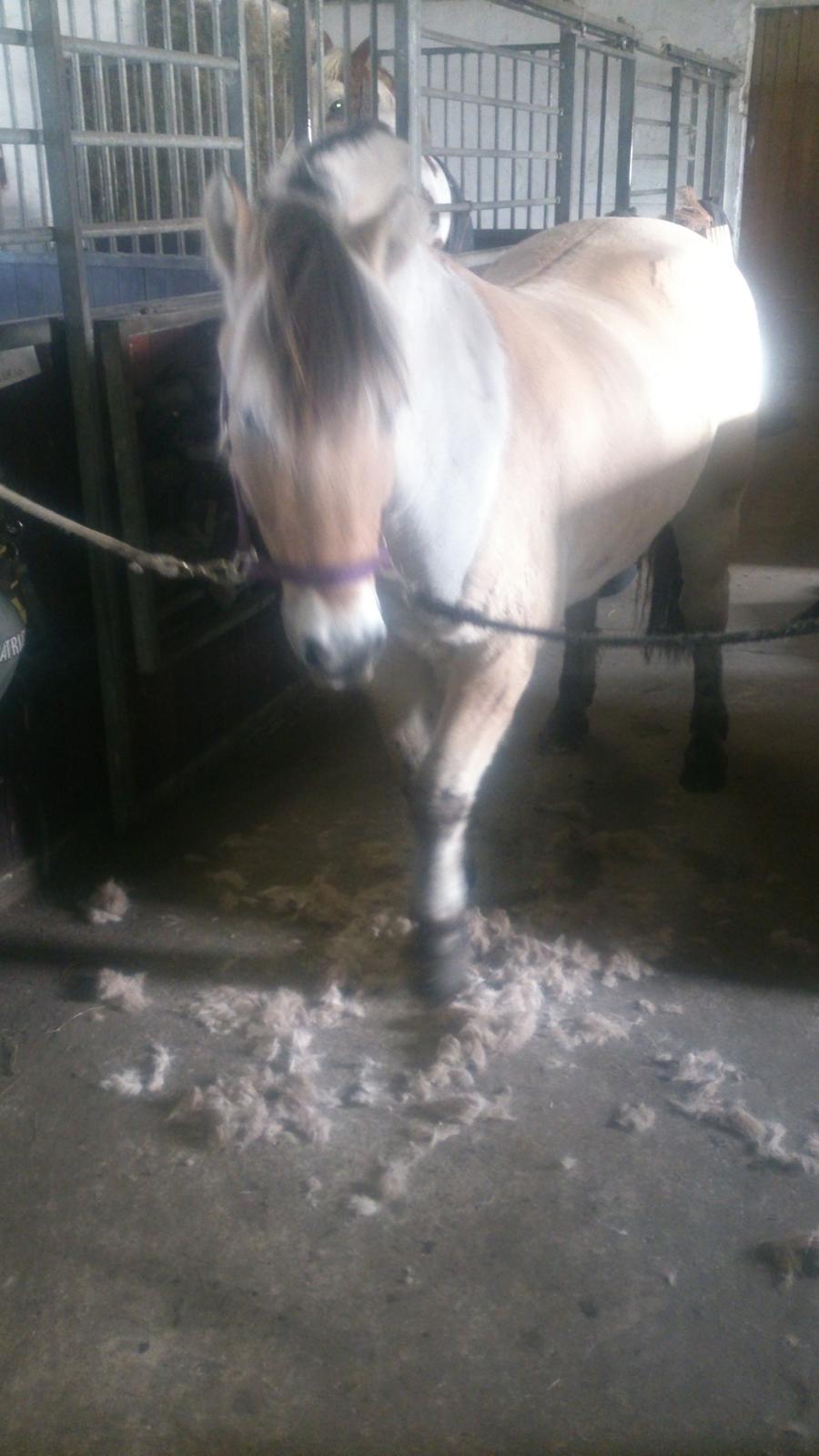 Fjordhest Lukas billede 21