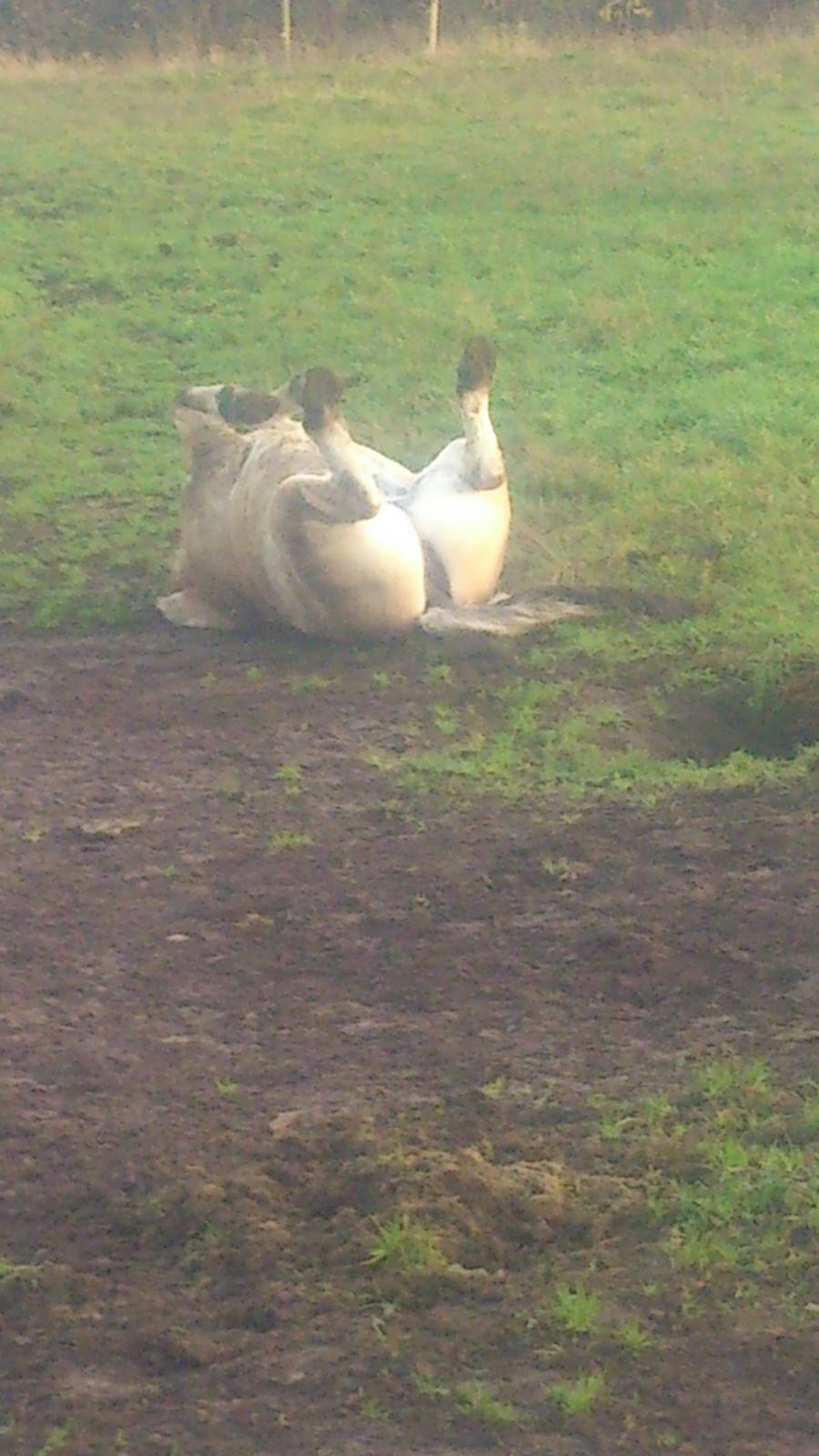 Fjordhest Lukas billede 22