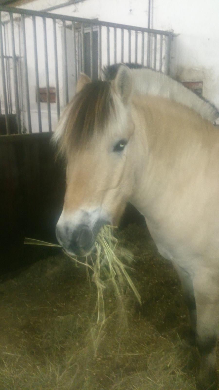 Fjordhest Lukas billede 23