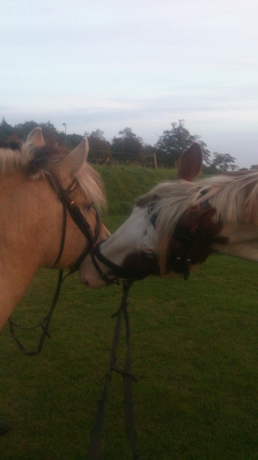 Fjordhest Lukas billede 24