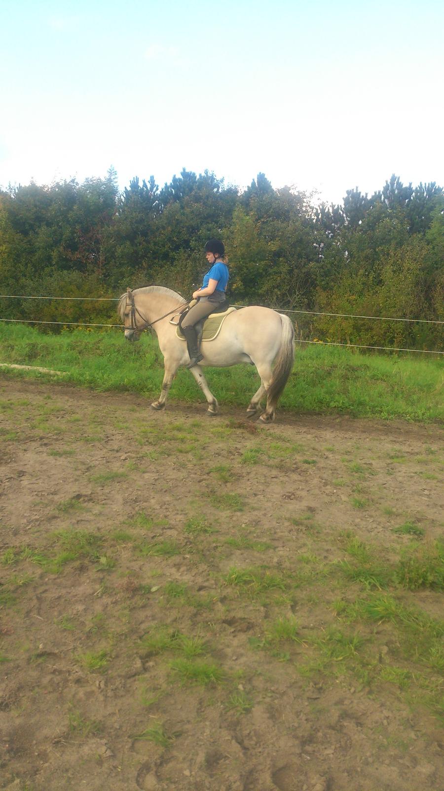 Fjordhest Lukas billede 25