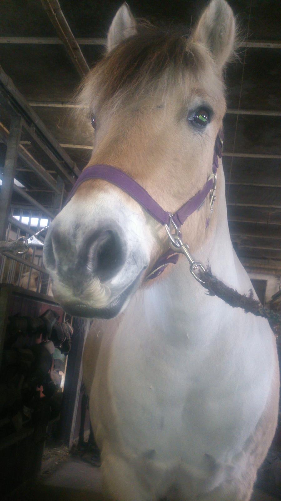 Fjordhest Lukas billede 26