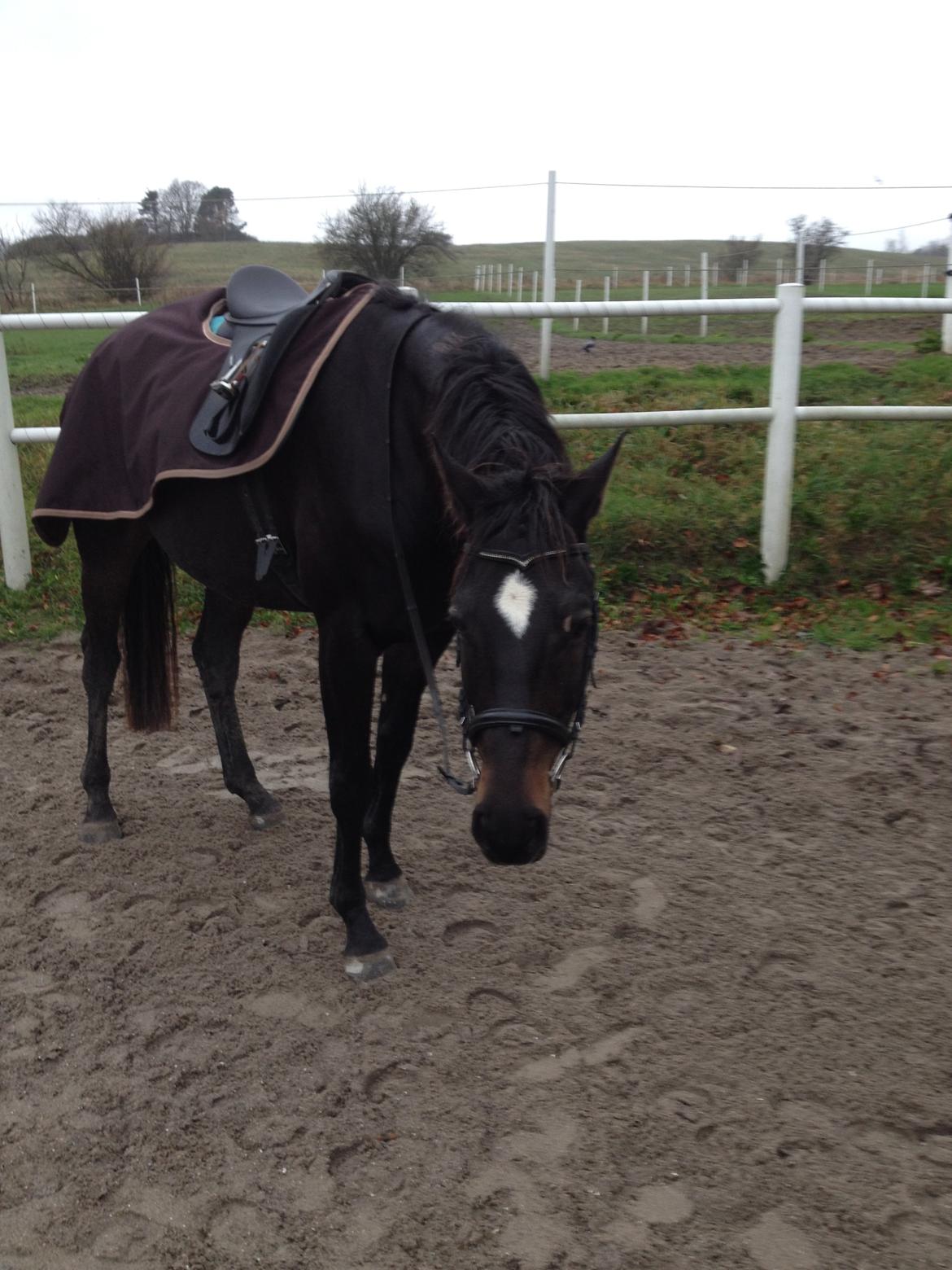Trakehner Armani (lånehest) billede 20
