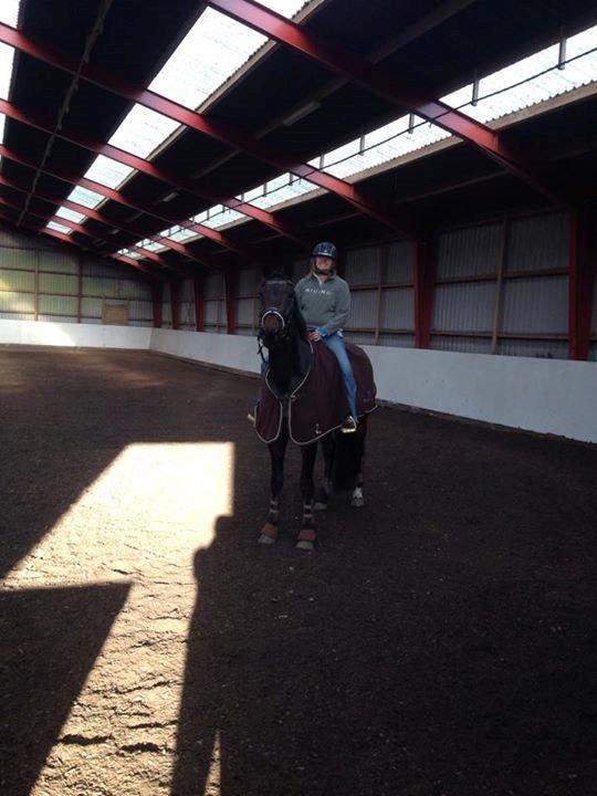 Dansk Varmblod Egebjergs Roseanne billede 11