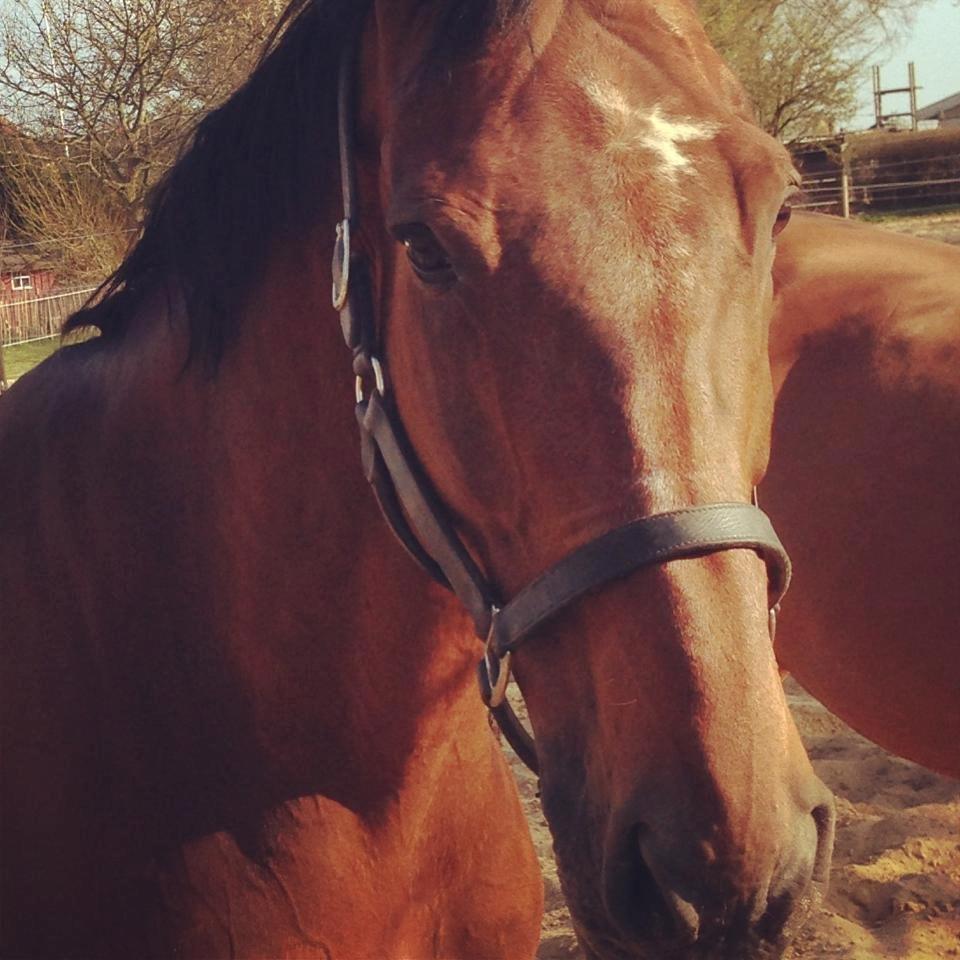 Dansk Varmblod FIGHTER - Smukkeste gamle dreng billede 8