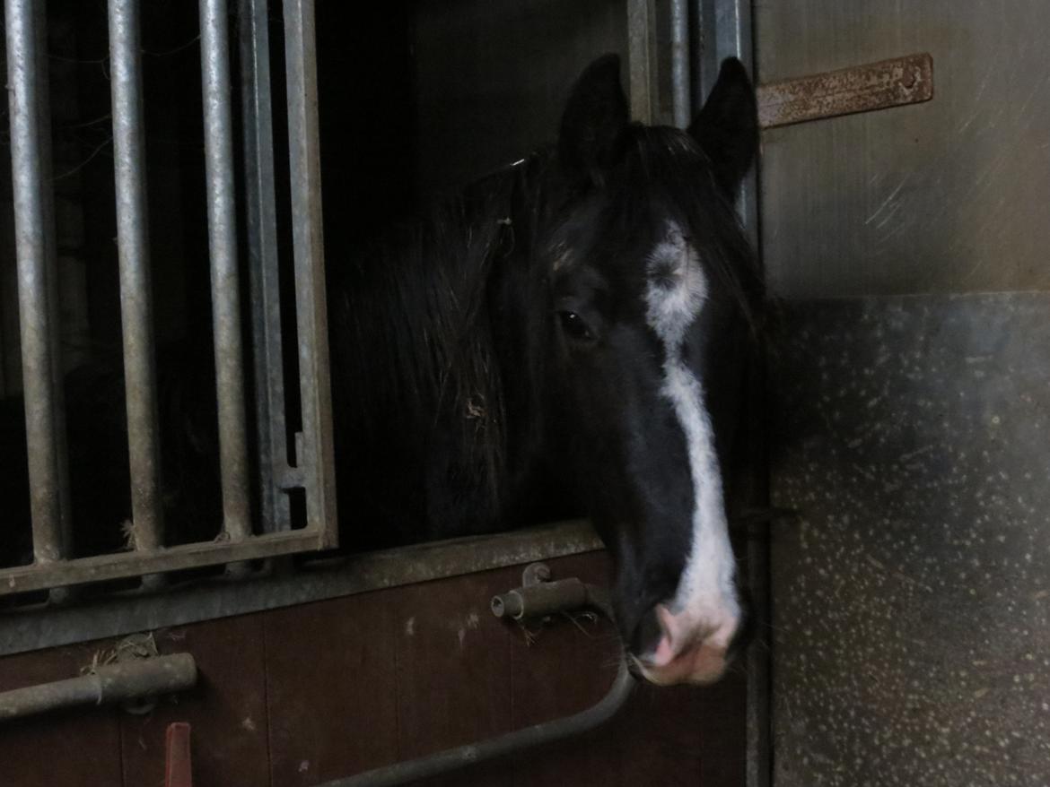 Dansk Varmblod Mosegårdens Derello "Frost" <3 billede 27