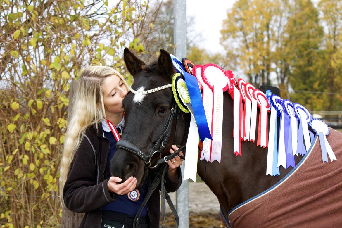 New Forest Skovlundegårds Quality SOLGT billede 2