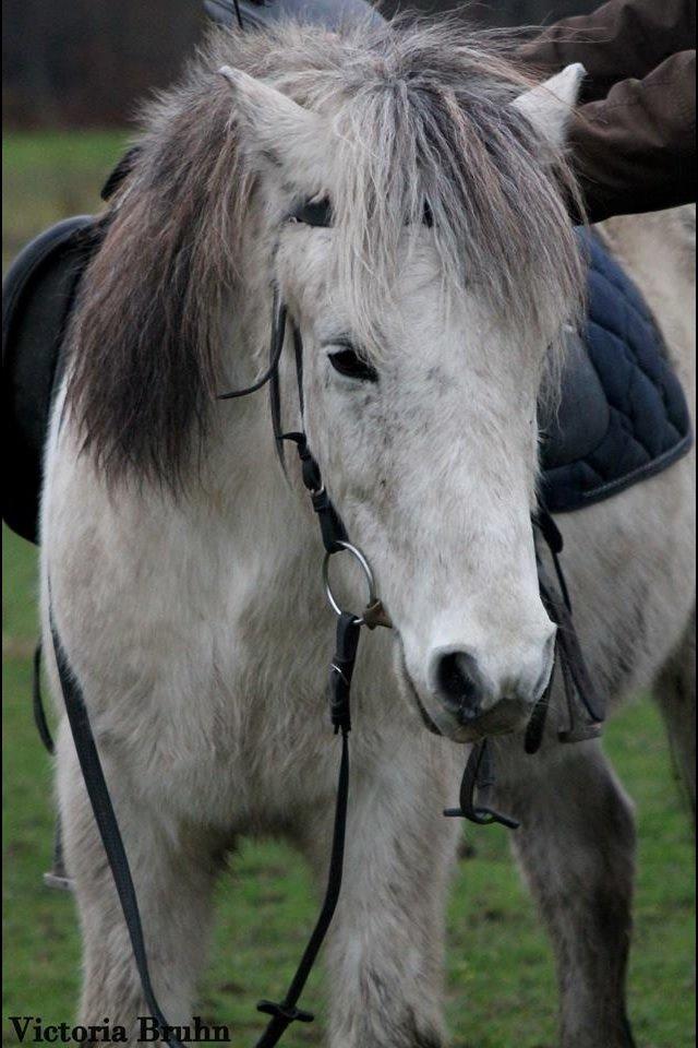 Islænder Ildur billede 12