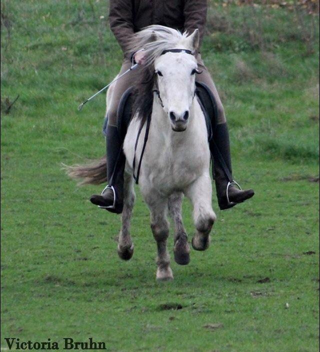 Islænder Ildur billede 13