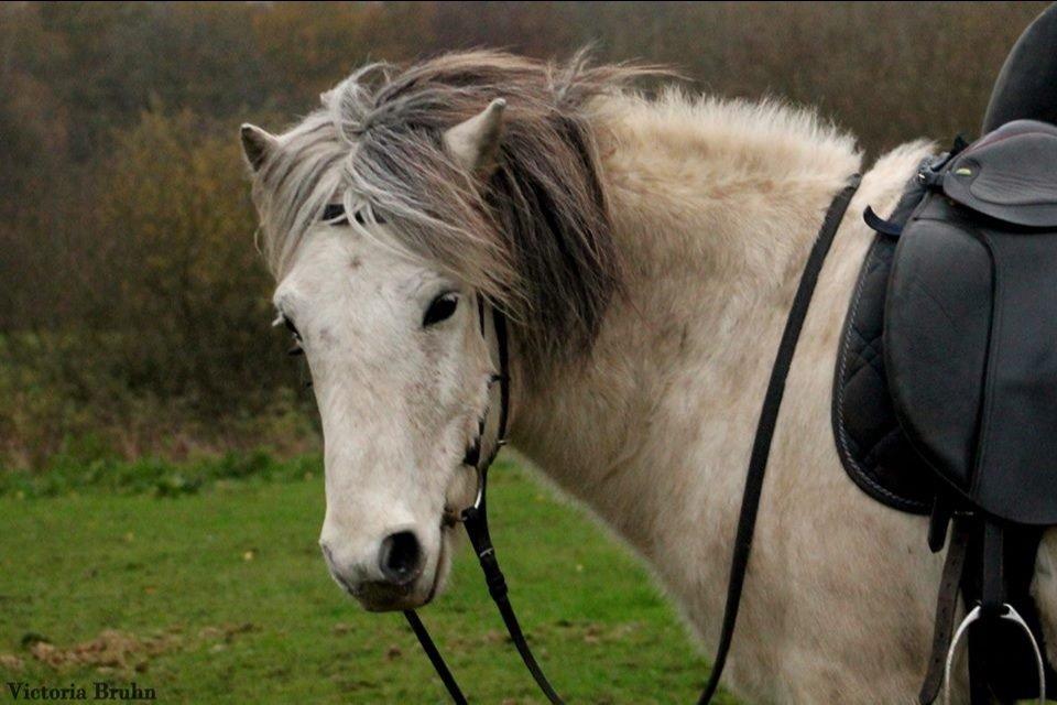 Islænder Ildur billede 14