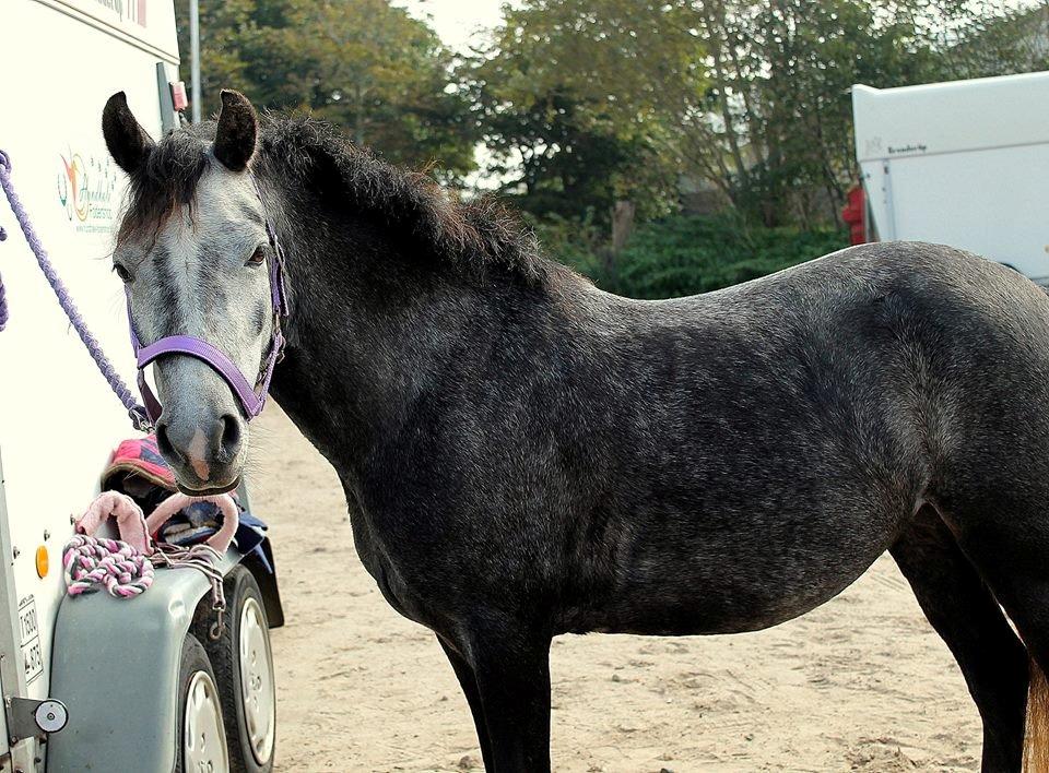 DSP Iglsø's Star - Velkommen til min profil <3 Foto: Cecilie R billede 1