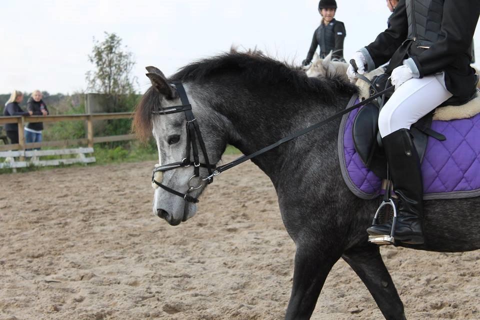 DSP Iglsø's Star - Nuurh.. Min Baby! <3 Foto: Cecilie R billede 17