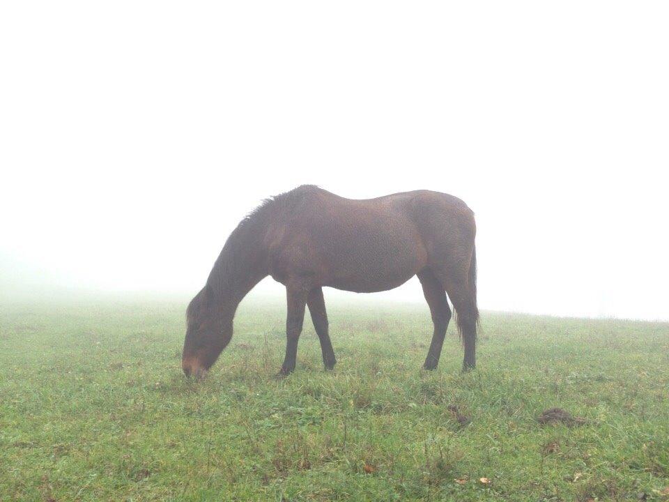 Anden særlig race Cerise billede 19