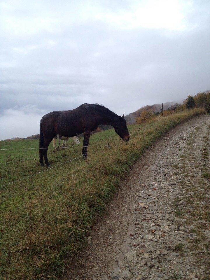 Anden særlig race Cerise billede 20