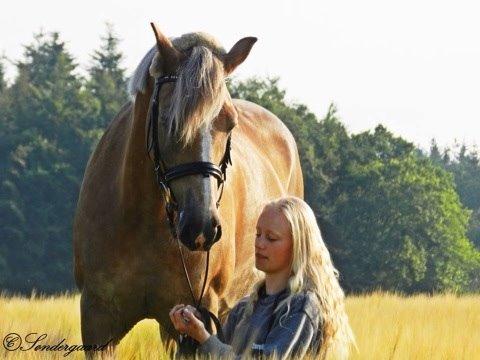 Haflinger Minigårdens Hemindus billede 4