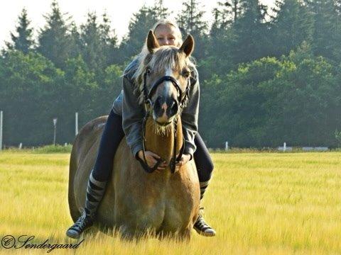 Haflinger Minigårdens Hemindus billede 6