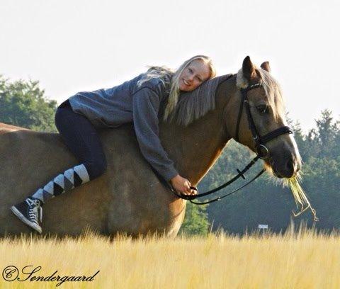 Haflinger Minigårdens Hemindus billede 7