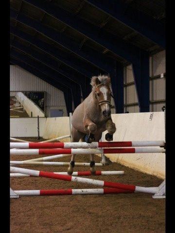 Haflinger Minigårdens Hemindus billede 8