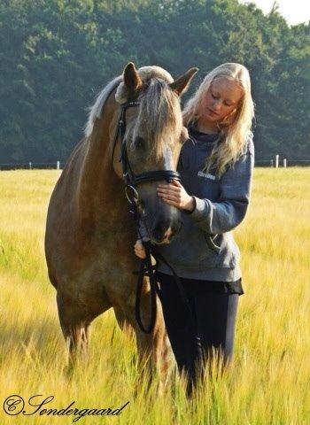 Haflinger Minigårdens Hemindus billede 10