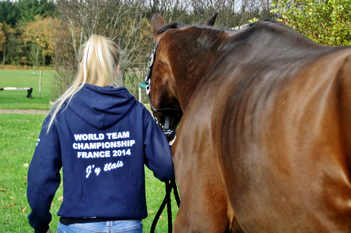 Dansk Varmblod Pauline Byhøj - <3 <3 billede 36