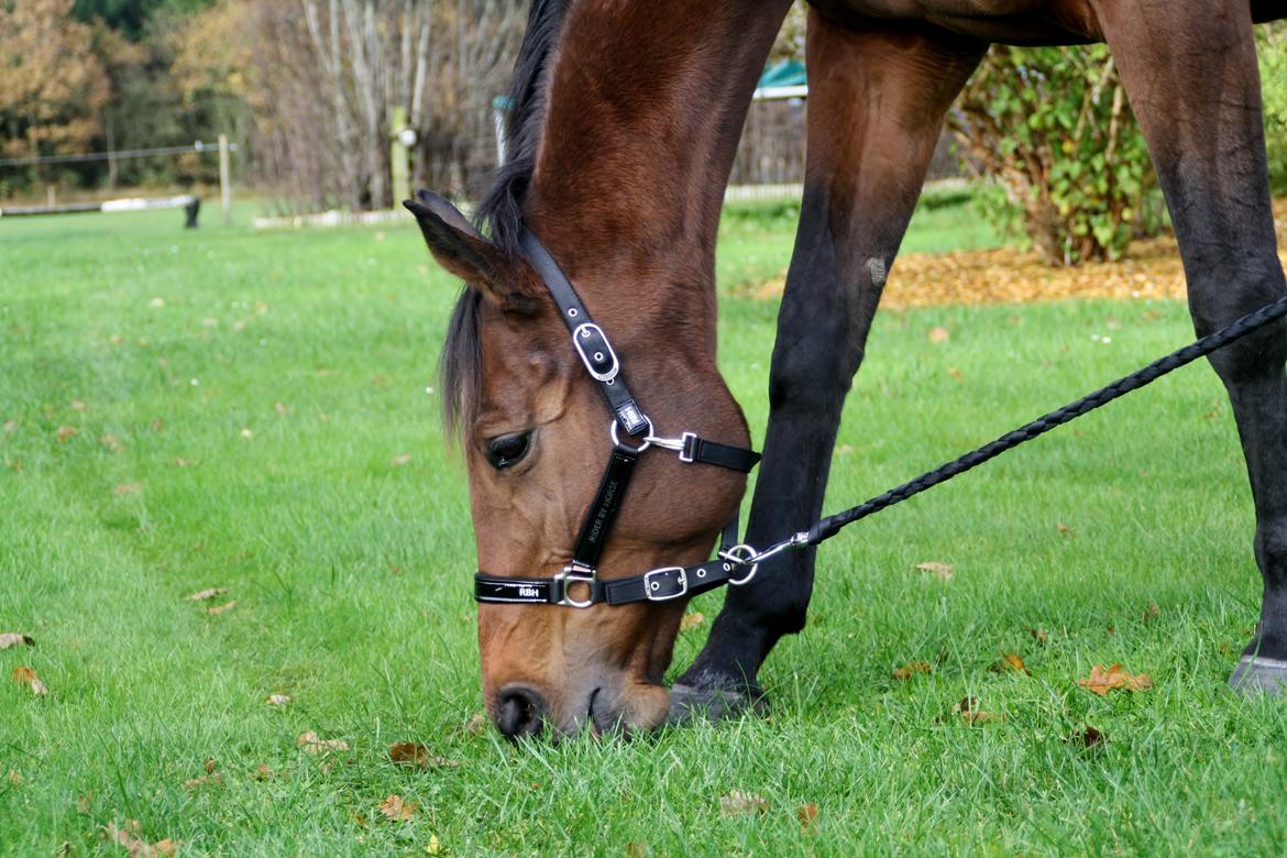 Dansk Varmblod Pauline Byhøj billede 21