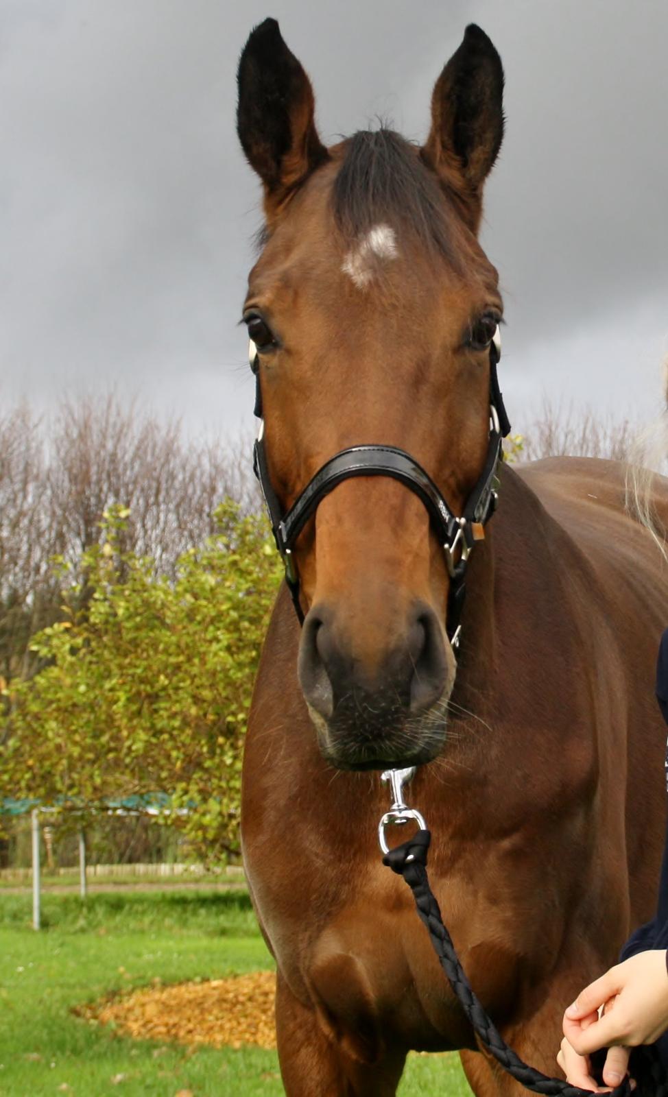 Dansk Varmblod Pauline Byhøj billede 5