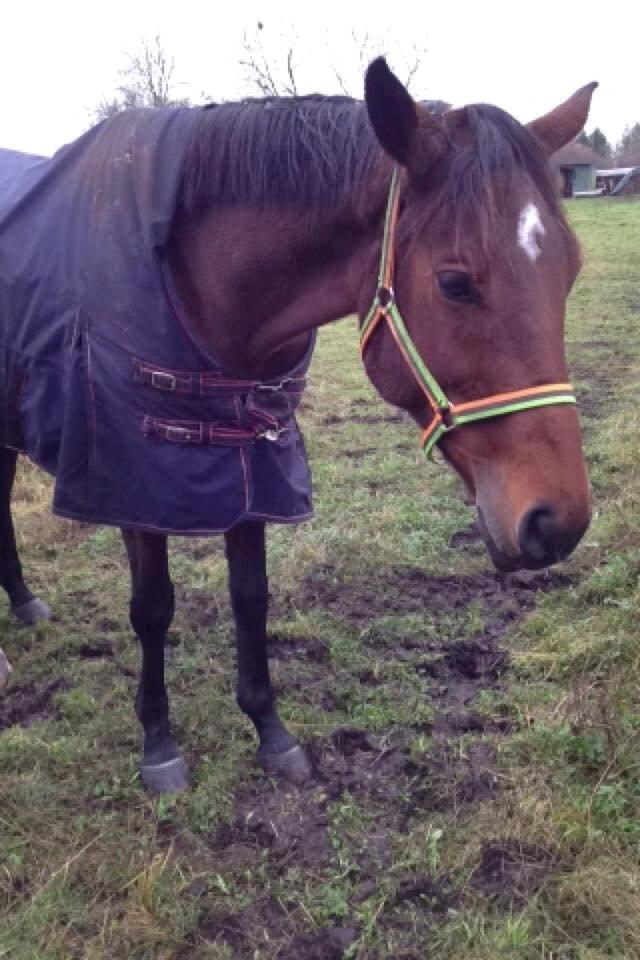 Dansk Varmblod Pauline Byhøj - Sidste billede der blev taget hjemme, dagen før hun blev aflivet <3 billede 10