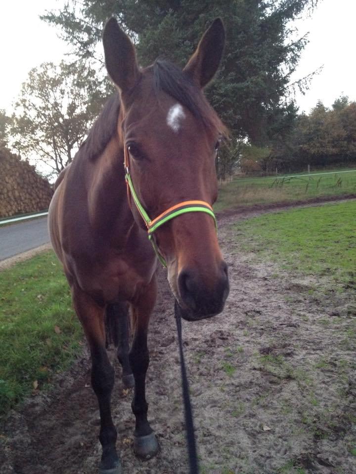 Dansk Varmblod Pauline Byhøj - <3 billede 32