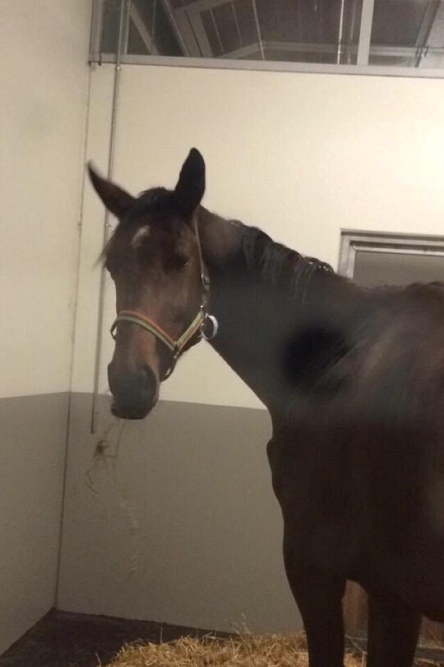 Dansk Varmblod Pauline Byhøj - Afleveret på Ansager og klar til hendes sidste rejse <3 billede 2