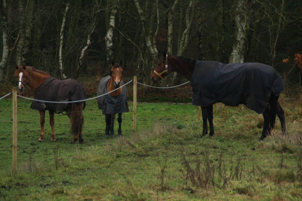 Dansk Varmblod Pauline Byhøj billede 27
