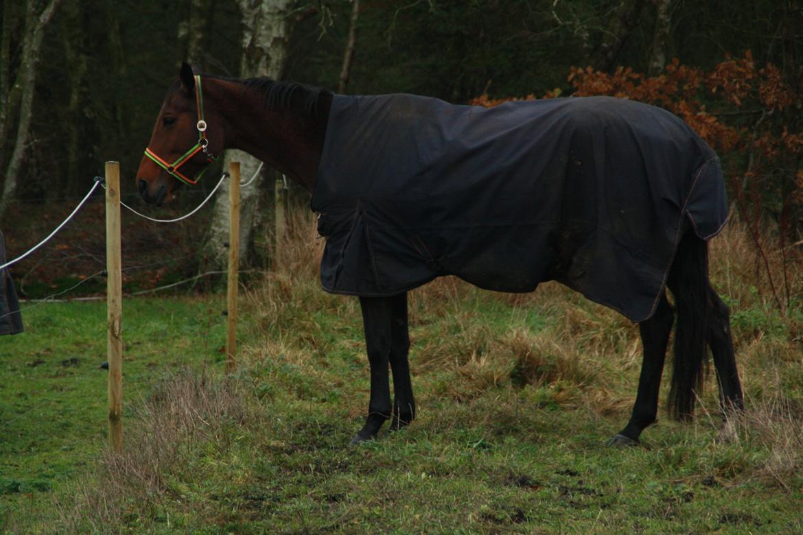 Dansk Varmblod Pauline Byhøj billede 22