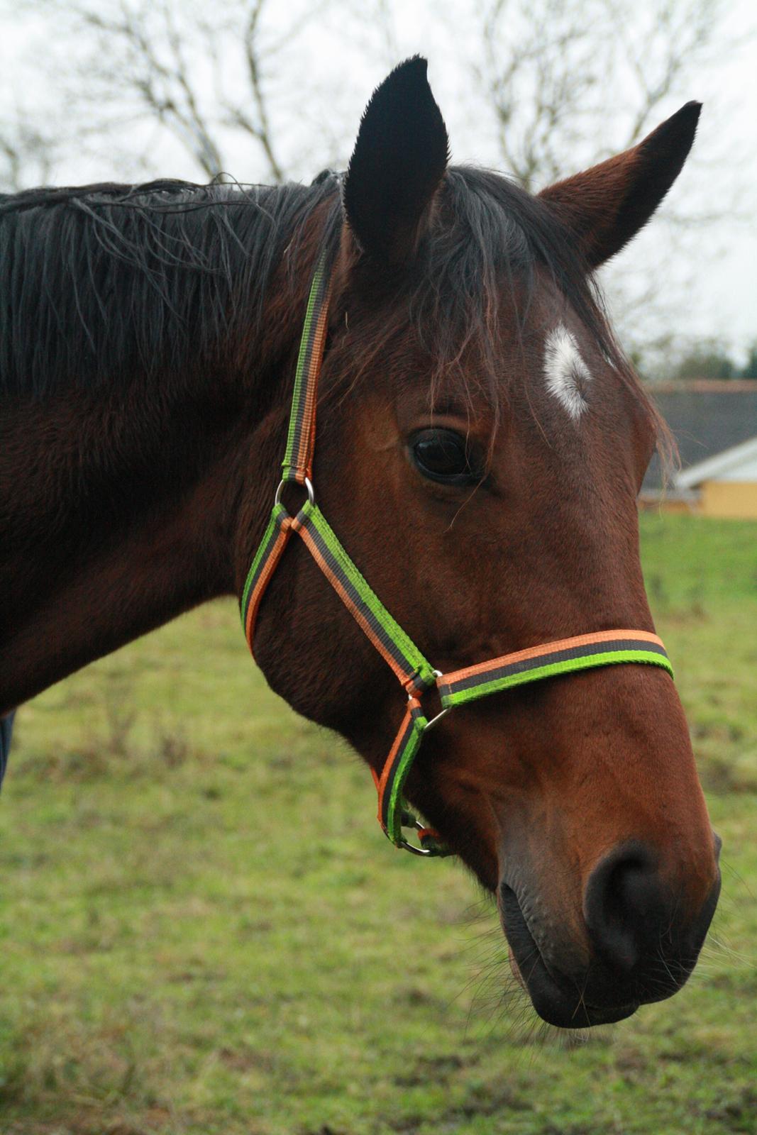 Dansk Varmblod Pauline Byhøj billede 29