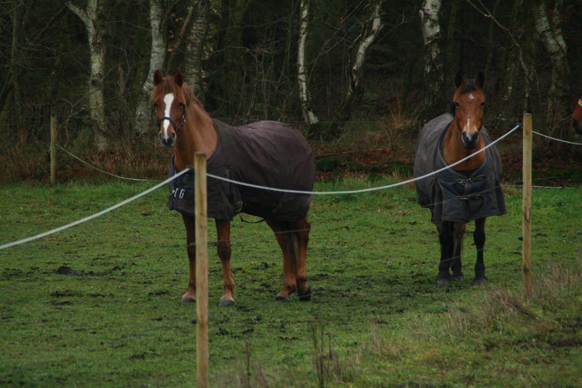 Anden særlig race Cavallo billede 3