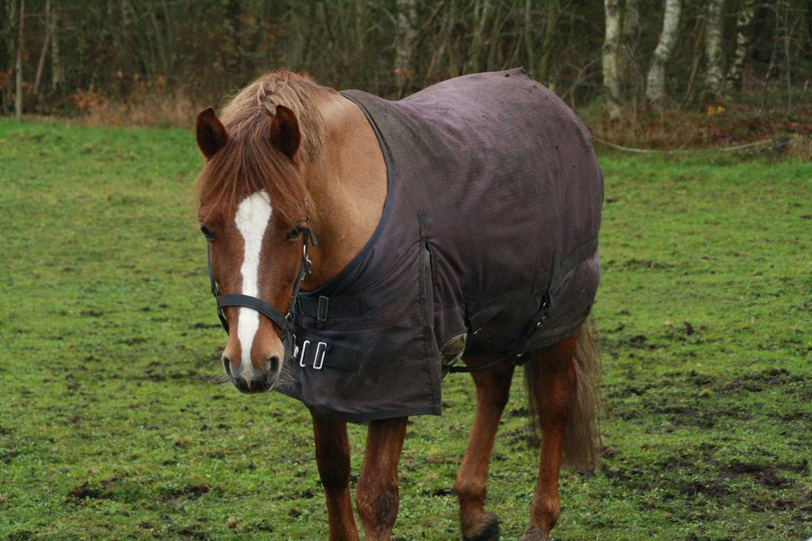 Anden særlig race Cavallo billede 12