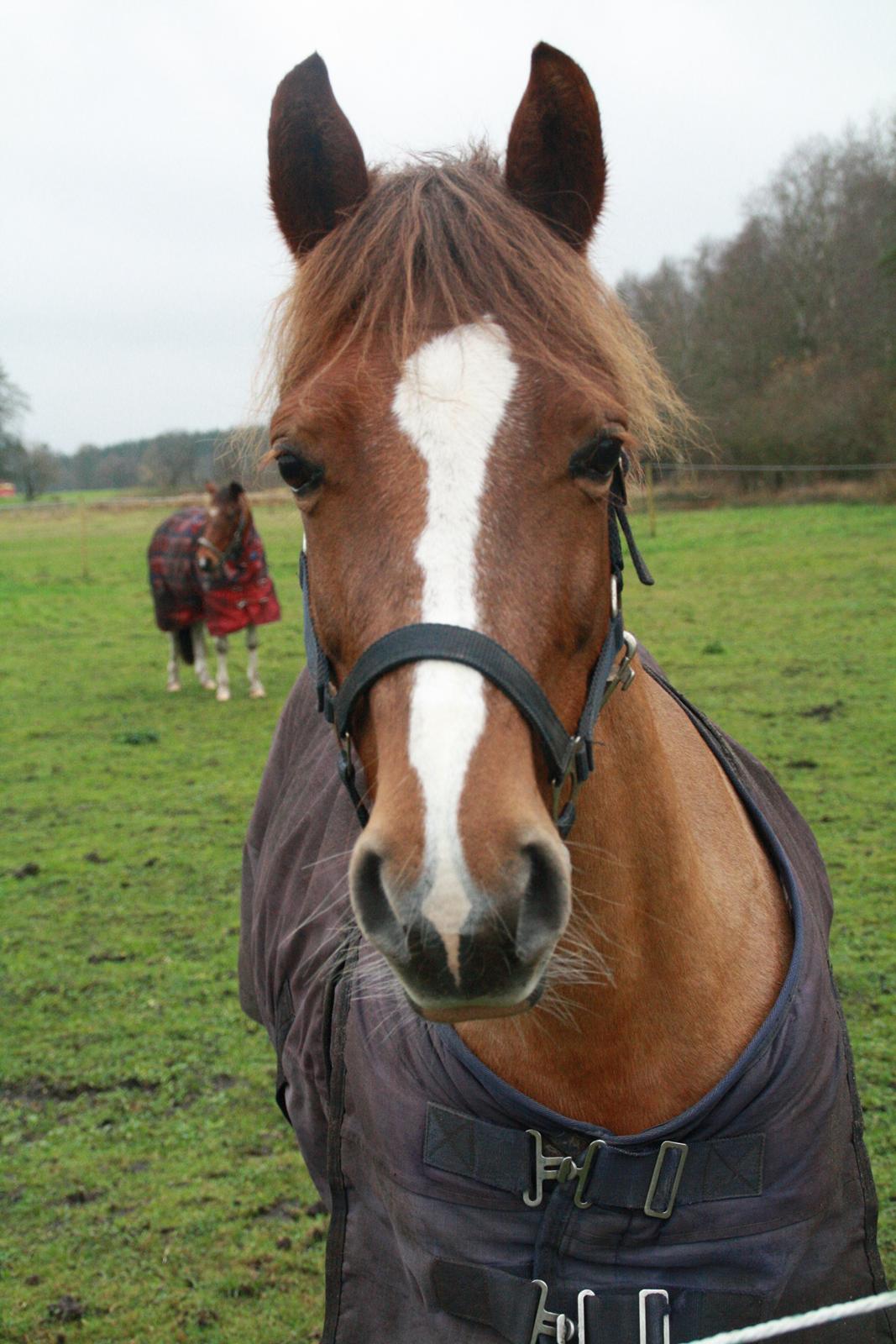 Anden særlig race Cavallo billede 4