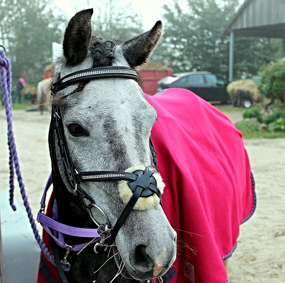 DSP Iglsø's Star - Smukkere kan man da ikke være?<33 Foto: Cecilie R billede 6