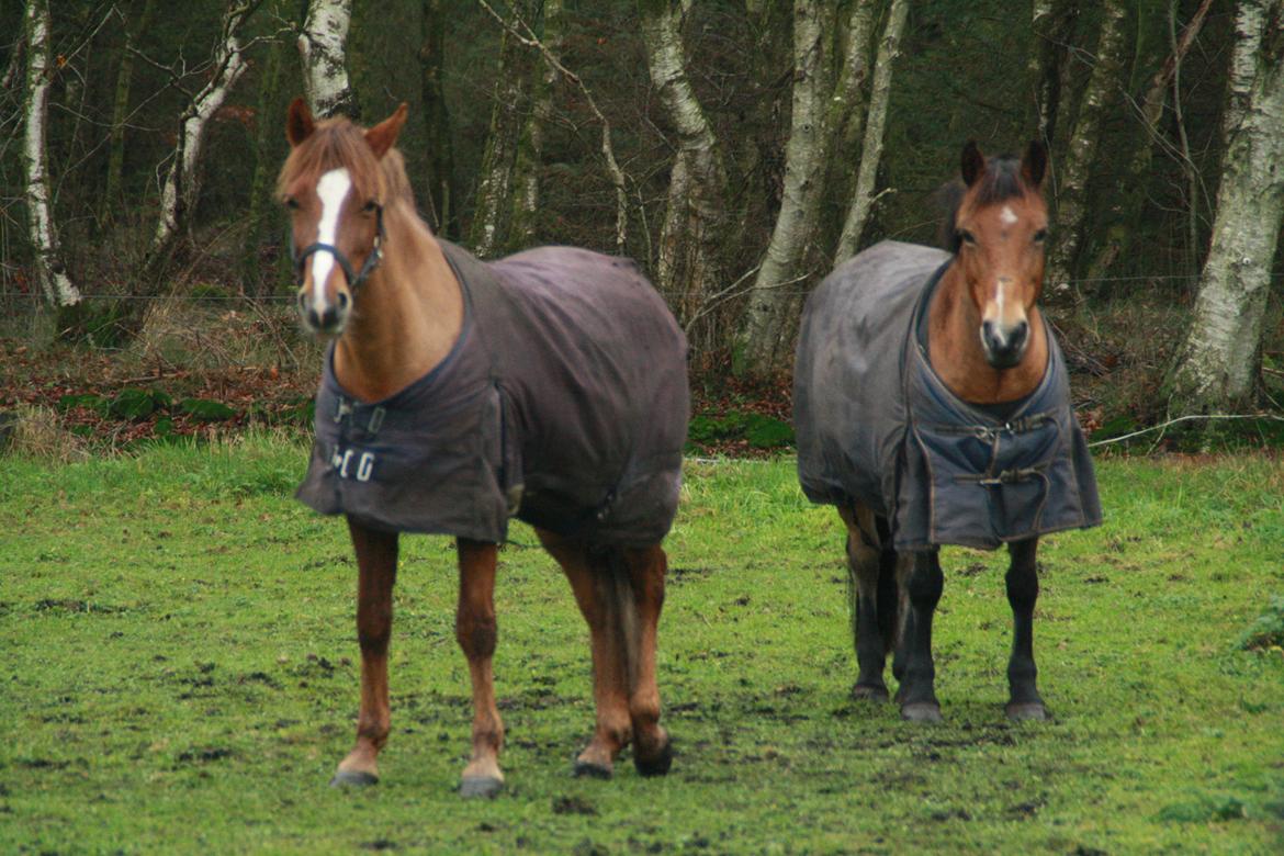 Hollandsk Sportspony Jasmijn billede 40