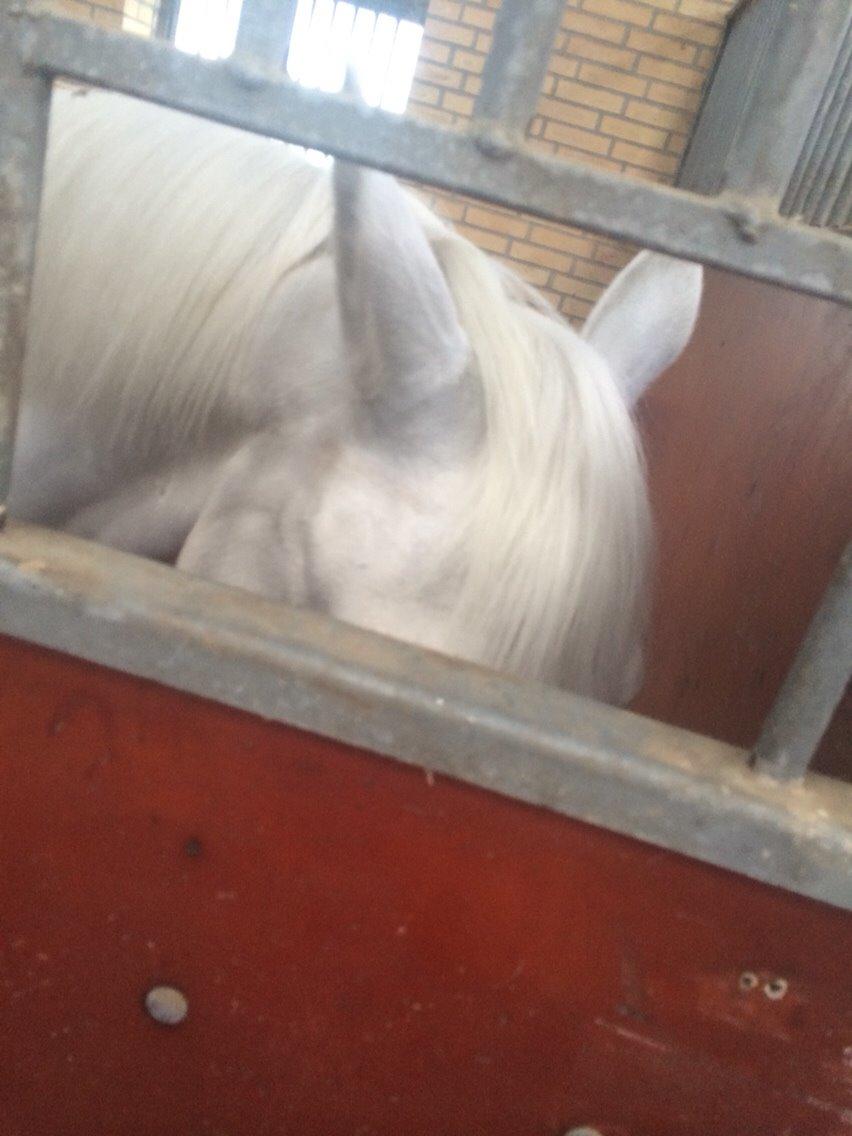 Knabstrupper Bøgelyens Dusty [tidligere hest] billede 16