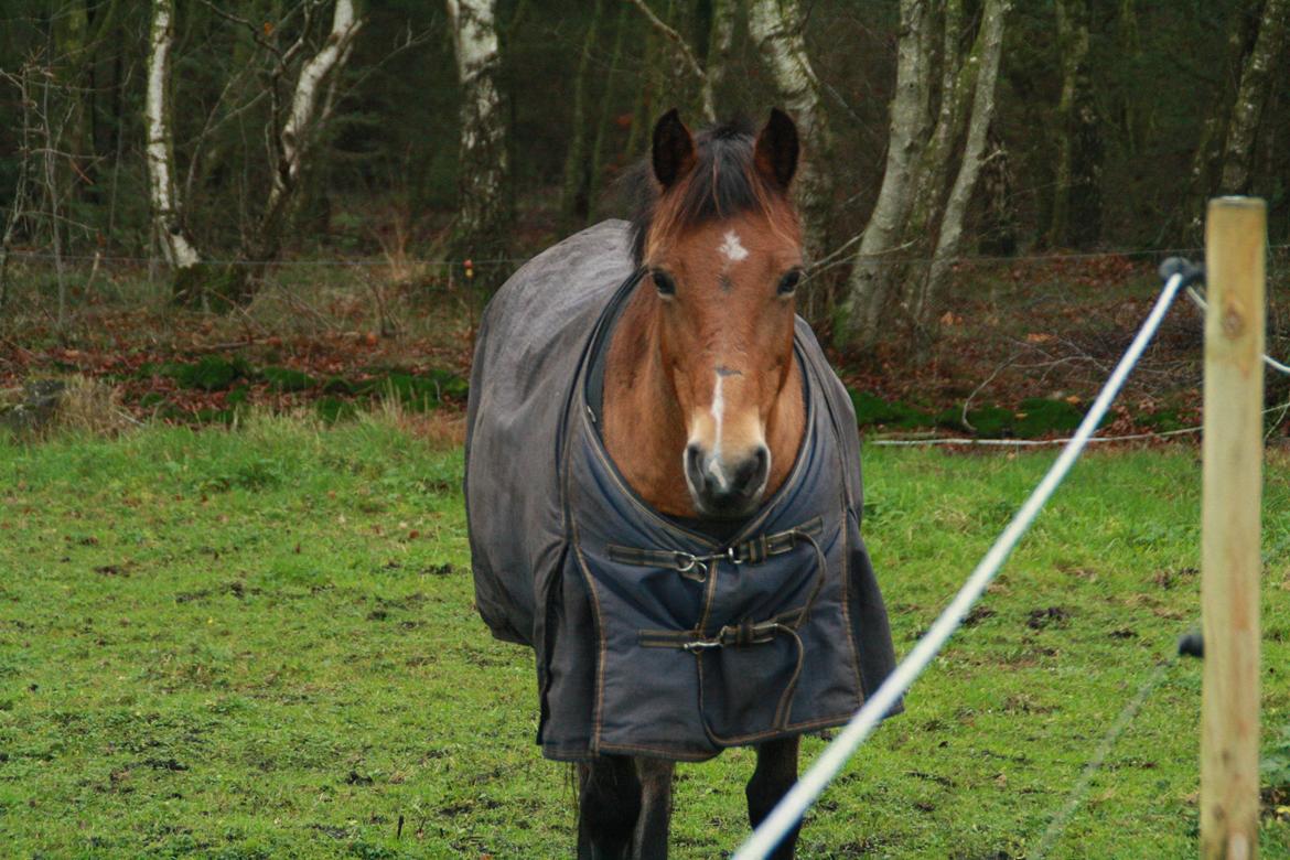 Hollandsk Sportspony Jasmijn billede 2