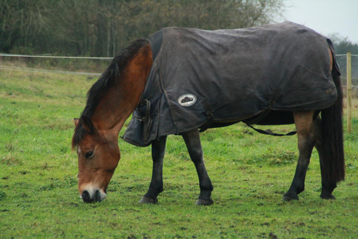 Hollandsk Sportspony Jasmijn billede 23