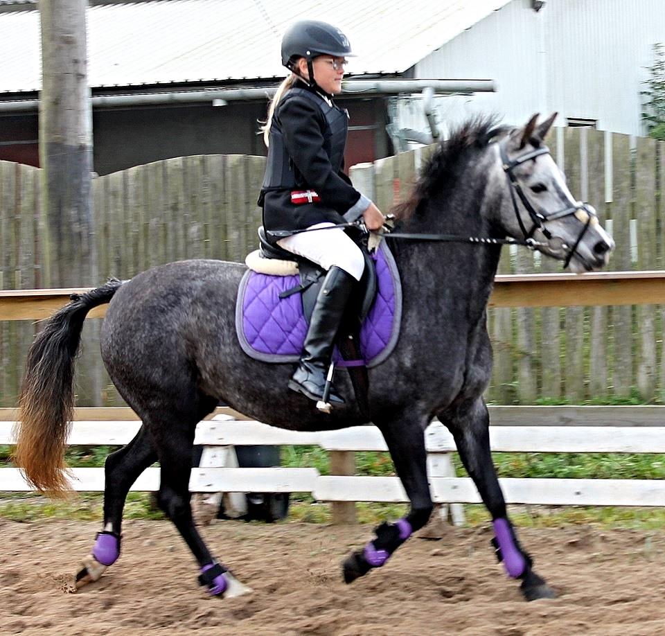 DSP Iglsø's Star - Det med og springe! <3 Foto: Cecilie R billede 10